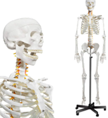 Modelo Esqueleto Humano 1.70 cm Altura Tamaño Real