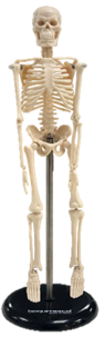 Modelo Esqueleto Humano 30 cm Altura Base Redonda