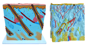 Modelo Piel Humana Ampliada 27x10x31 cm